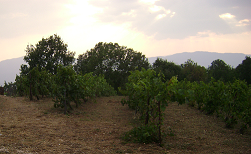 Παρατηρητήριο Ζίτσας - Λιγοψάς